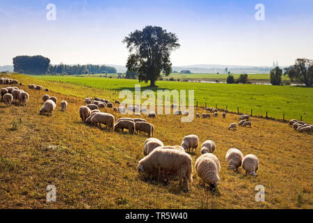 Inländische Schafe (Ovis ammon f. aries), Blatt Beweidung auf einem Deich am Rhein Rheinaue Bislich-Vahnum, Deutschland, Nordrhein-Westfalen, Ruhrgebiet, Wesel Stockfoto