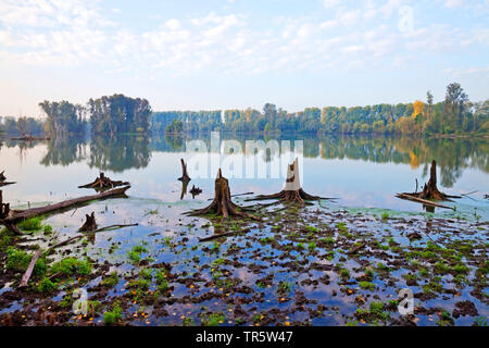 Baumstümpfen in Feuchtgebieten Bislicher Insel, Deutschland, Nordrhein-Westfalen, Niederrhein, Xanten Stockfoto