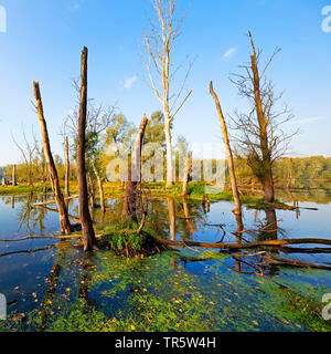 Tote Bäume in Feuchtgebieten Bislicher Insel, Deutschland, Nordrhein-Westfalen, Niederrhein, Xanten Stockfoto