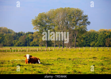 Inländische Rinder (Bos primigenius f. Taurus), Kuh auf einer Wiese im Naturschutzgebiet Bislicher Insel, Deutschland, Nordrhein-Westfalen, Niederrhein, Xanten Stockfoto
