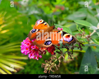 Tagpfauenauge, Europäische Peacock (Inachis io Nymphalis io Nymphalis io), saugen Nektar an Butterfly Bush, Deutschland Stockfoto