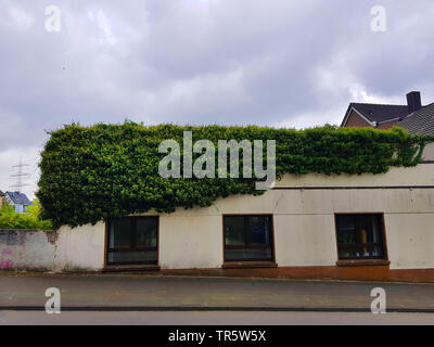 Efeu, gemeinsame Efeu (Hedera helix), blühende Efeu an einer Haus Wand, Deutschland Stockfoto