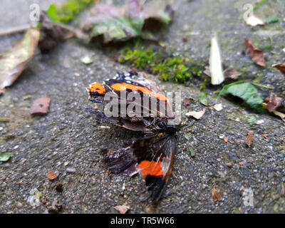 Red Admiral (Vanessa atalanta, Pyrameis Atalanta), Admiral tot auf dem Boden, Deutschland Stockfoto