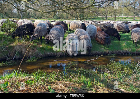 Heidschnucke, Heide Schafe (Ovis ammon f. Widder), Trinken von Creek Haverbeeke bei Niederhaverbeck, Deutschland, Niedersachsen, Lüneburger Heide Stockfoto