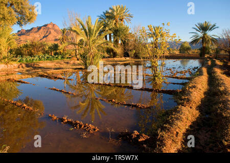 Dattelpalme (Phoenix dactylifera), Oase Garten in Draa Tal bewässert, Agdz, Marokko Stockfoto