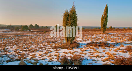 Wacholder Heide bei Pastor Bode Pfad im Winter, Deutschland, Niedersachsen, Lüneburger Heide, Hamburg Stockfoto