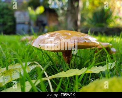 Lärche bolete (Suillus grevillei), fruchtkörper in einer Wiese unter einer Lärche, Deutschland, Nordrhein-Westfalen Stockfoto