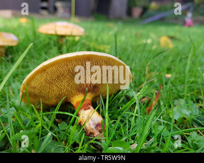 Lärche bolete (Suillus grevillei), fruchtkörper in einer Wiese unter einer Lärche, Deutschland, Nordrhein-Westfalen Stockfoto