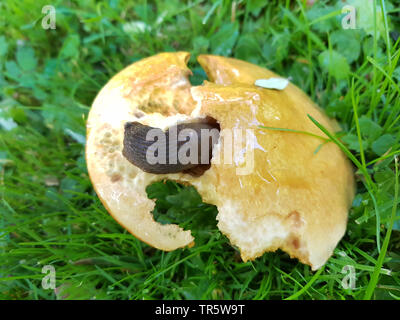 Lärche bolete (Suillus grevillei), fruchtkörper in einer Wiese unter einem Lärche mit Schnecke, Deutschland, Nordrhein-Westfalen Stockfoto