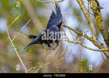 Saatkrähe (Corvus frugilegus), Suche kleine Zweigniederlassungen, die in einem Baum für Nesting, Deutschland, Bayern, Niederbayern, Oberbayern Stockfoto