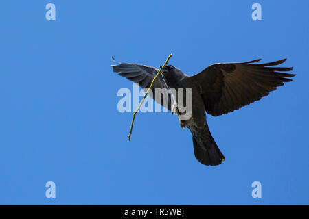 Dohle (Corvus monedula), Fliegen mit einem kleinen Zweig als Nistmaterial in der Rechnung, Deutschland, Bayern, Niederbayern, Oberbayern Stockfoto