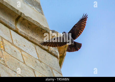 Dohle (Corvus monedula), Fliegen um einen Glockenturm, Deutschland, Bayern, Niederbayern, Oberbayern Stockfoto