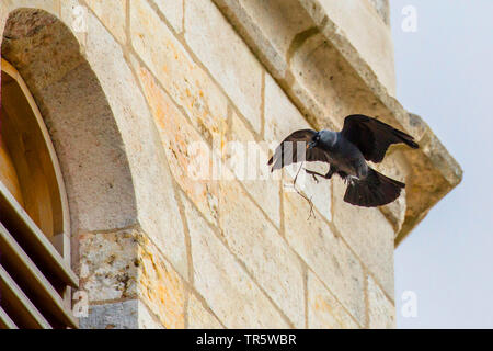 Dohle (Corvus monedula), tragen Nestmaterial zum Eingang des nest Loch in eine Kirche Fenster, Deutschland, Bayern, Niederbayern, Oberbayern Stockfoto