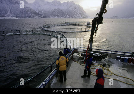 Lachs farmin im Nordatlantik, Norwegen, Lofoten Stockfoto