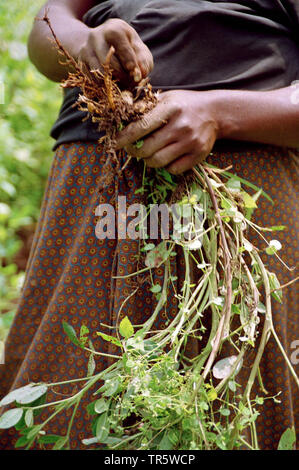 Boden - Mutter, Erdnuß (Arachis hypogaea), Frau Ernte Erdnüsse auf einer Plantage, die Republik Kongo, Goma Stockfoto