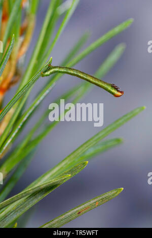 Tawny verjähren in Winkel (Macaria liturata, Semiothisa Liturata), Caterpillar essen an Kiefer, Deutschland Stockfoto