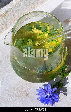 Blauen Matrosen, gemeinsame Chicorée, wilde succory (Cichorium intybus), selbstgemachten Tee aus blauen Matrosen, Deutschland Stockfoto