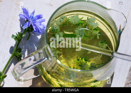 Blauen Matrosen, gemeinsame Chicorée, wilde succory (Cichorium intybus), selbstgemachten Tee aus blauen Matrosen, Deutschland Stockfoto