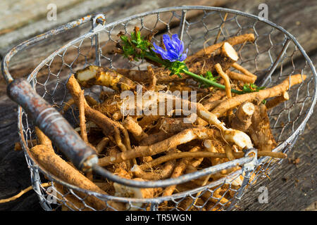 Blauen Matrosen, gemeinsame Chicorée, wilde succory (Cichorium intybus), wurzeln in einem Korb, Deutschland Stockfoto