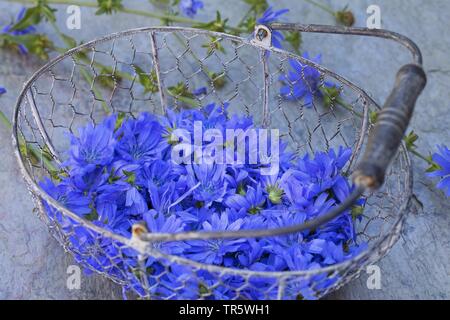 Blauen Matrosen, gemeinsame Chicorée, wilde succory (Cichorium intybus), sammelte Blumen in einem Korb, Deutschland Stockfoto
