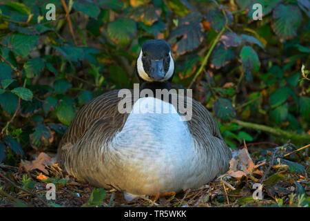 Kanadagans (Branta canadensis), die Tierzucht, Deutschland, Nordrhein-Westfalen Stockfoto