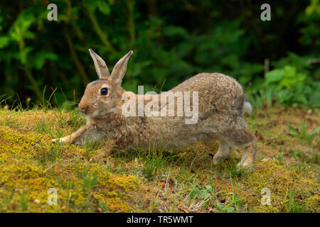 Europäische Kaninchen (Oryctolagus cuniculus), Stretching, Seitenansicht, Deutschland, Niedersachsen, Norderney Stockfoto