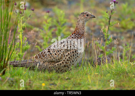 Gemeinsame Fasan, Kaukasus Fasan, kaukasische Fasan (Phasianus colchicus), Henne auf einer Wiese, Deutschland, Niedersachsen, Norderney Stockfoto