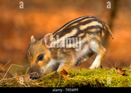 Wilde Eber, Schwein, Wildschwein (Sus scrofa), The sniffing am Waldboden, Deutschland, Nordrhein-Westfalen, Sauerland Stockfoto