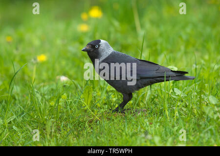 Dohle (Corvus monedula), sitzt auf einer Wiese, Seitenansicht, Schweden Stockfoto