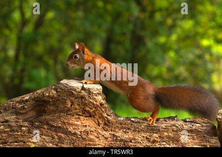 Europäische Eichhörnchen, Eurasischen Eichhörnchen (Sciurus vulgaris), stehend auf einem morschen Baumstamm, Seitenansicht, Deutschland, Nordrhein-Westfalen Stockfoto