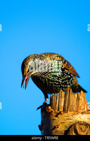 Gemeinsame Star (Sturnus vulgaris), Essen auf einem abgebrochen Baumstumpf, Deutschland, Nordrhein-Westfalen Stockfoto