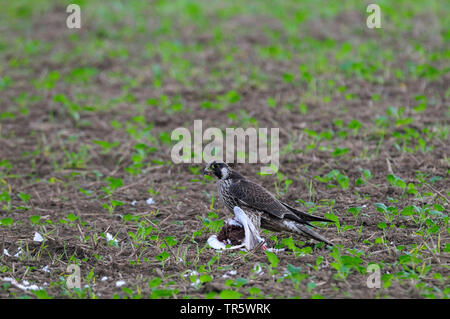 Wanderfalke (FALCO PEREGRINUS), mit Beute auf einem Morgen, Seitenansicht, Deutschland Stockfoto