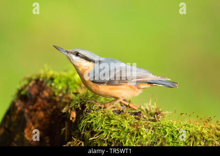 Eurasischen Kleiber (Sitta europaea), auf Moss, Seitenansicht, Deutschland, Nordrhein-Westfalen Stockfoto