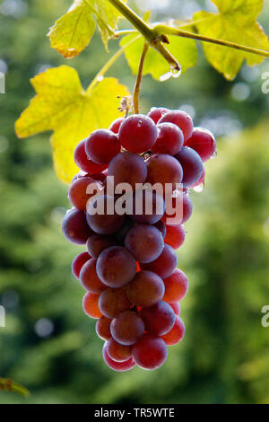 Rebe, Weinrebe (Vitis vinifera), bereit für die Ernte roter Trauben, Deutschland Stockfoto