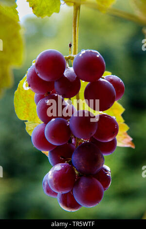 Rebe, Weinrebe (Vitis vinifera), bereit für die Ernte roter Trauben, Deutschland Stockfoto