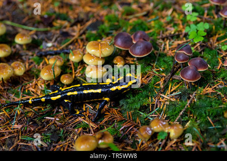 Europäische Feuersalamander (Salamandra salamandra), in einem Wald auf der Suche nach Nahrung unter Pilze, Schweiz, Sankt Gallen Stockfoto