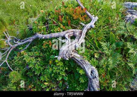 Mountain Pine, Mugo Pine (Pinus mugo), dead Mountain Pine mit Blue Berry Bush, Österreich, Tirol Stockfoto