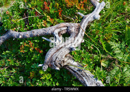 Mountain Pine, Mugo Pine (Pinus mugo), dead Mountain Pine mit Blue Berry Bush, Österreich, Tirol Stockfoto