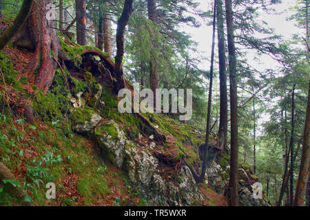 Nadelwald auf felsigen Berghang, Deutschland, Bayern, Allgäu, Pfronten Stockfoto