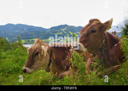 Inländische Rinder (Bos primigenius f. Taurus), zwei Kühe auf einer Wiese am See Gruntensee, Deutschland, Bayern, Allgäu. Stockfoto