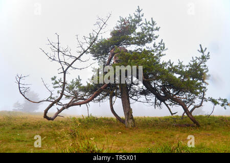 Schottische Kiefer, Kiefer (Pinus sylvestris), teilweise abgestorbene Kiefer auf einer Wiese im Morgennebel, Deutschland, Nordrhein-Westfalen Stockfoto