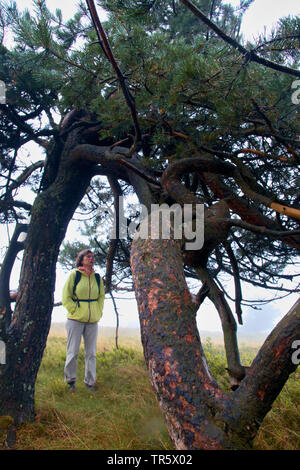 Schottische Kiefer, Kiefer (Pinus sylvestris), Frau gerade eine teilweise abgestorbene Kiefer auf einer Wiese im Morgennebel, Deutschland, Nordrhein-Westfalen Stockfoto