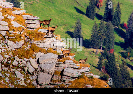 Gemse (Rupicapra rupicapra), chamois Pack steht am Hang und Blick hinunter ins Tal, Schweiz, Toggenburg, Chaeserrugg Stockfoto