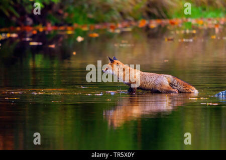 Red Fox (Vulpes vulpes), stehend im flachen Wasser, Seitenansicht, Tschechischen Republik, Hlinsko Stockfoto