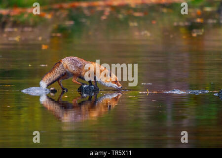 Red Fox (Vulpes vulpes), stehend im flachen Wasser und trinken, Seitenansicht, Tschechischen Republik, Hlinsko Stockfoto