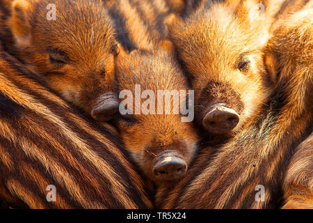 Wilde Eber, Schwein, Wildschwein (Sus scrofa), Schlafen shoats, Deutschland, Nordrhein-Westfalen Stockfoto