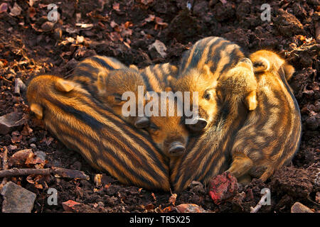 Wilde Eber, Schwein, Wildschwein (Sus scrofa), Schlafen shoats, Deutschland, Nordrhein-Westfalen Stockfoto