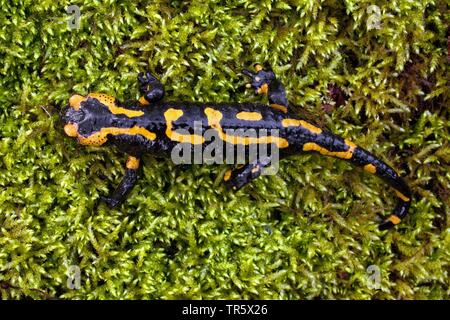 Europäische Feuersalamander (Salamandra Salamandra), auf Moos, Deutschland, Nordrhein-Westfalen Stockfoto