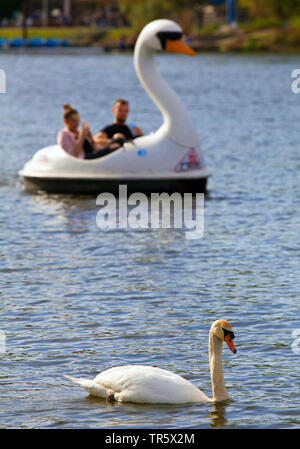 Höckerschwan (Cygnus olor), in fornt eines Schwans-förmige Tretboot auf dem See Kemnade, Deutschland, Nordrhein-Westfalen, Ruhrgebiet, Bochum Stockfoto