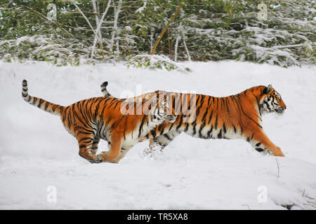 Tiger (Panthera tigris), zwei Tiger zusammen laufen über ein Schneefeld, Seitenansicht Stockfoto